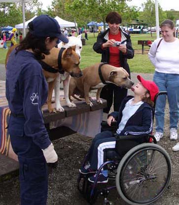 Pitbull Therapy Dogs