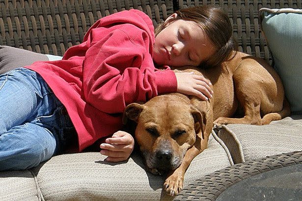 Child with Pitbull