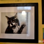 homeward-bound-philly-paws-benefit-2